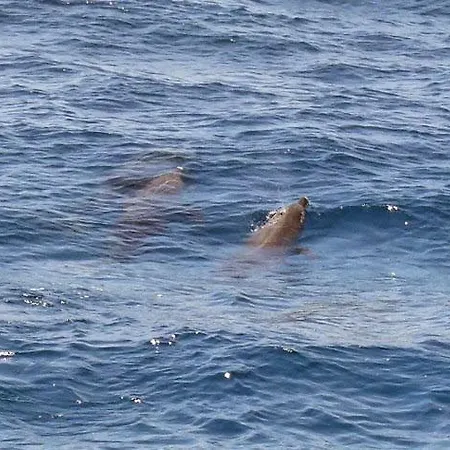 דירה Jolena 1st Floor מימיצה